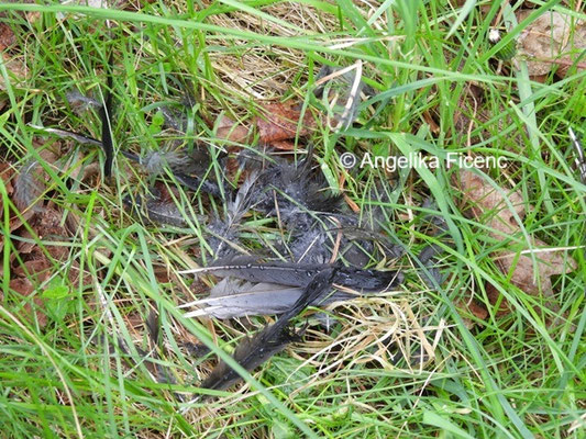 Rupfung © Mag. Angelika Ficenc