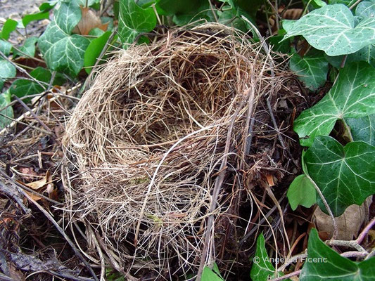 Nest einer Amsel, Parkanlage 1040 Wien  © Mag. Angelika Ficenc