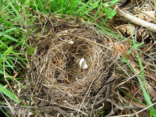 noch nicht bestimmtes Nest, Baumetrial kleine Äste, Nadeln und Gras  © Mag. Angelika Ficenc
