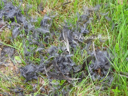 Rupfung © Mag. Angelika Ficenc