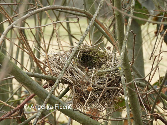 Unbestimmtes Vogelnest  © Mag. Angelika Ficenc