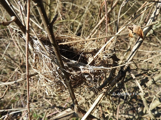 Unbestimmtes Vogelnest  © Mag. Angelika Ficenc