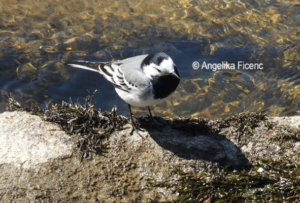 Bachstelze © Mag. Angelika Ficenc 