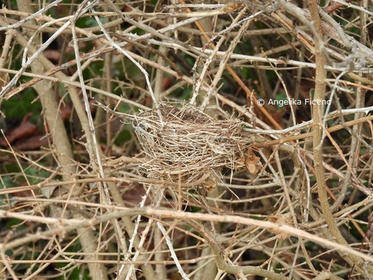 Vogelnest © Mag. Angelika Ficenc