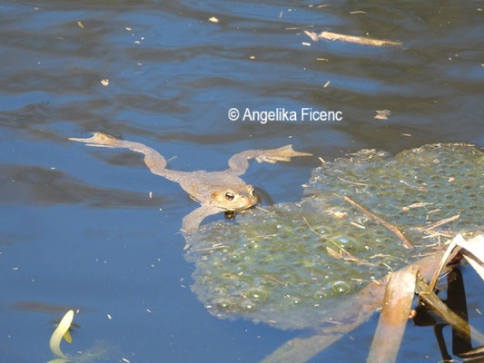 Erdkröte © Mag. Angelika Ficenc