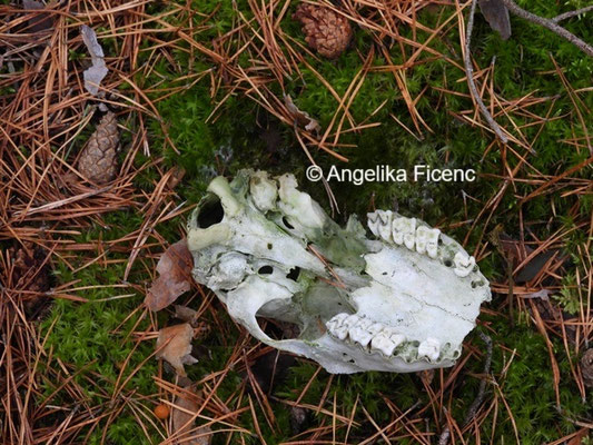 Schädelfragmente © Mag. Angelika Ficenc