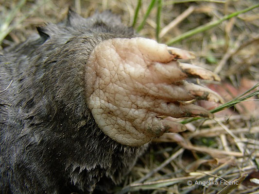 toter Maulwurf - Innenhandfläche der Grabschaufel,   © Mag. Angelika Ficenc