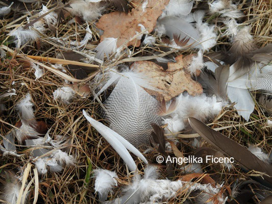 Federn Stockente © Mag. Angelika Ficenc