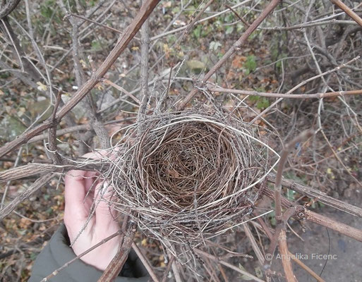 unbestimmtes Nest  © Mag. Angelika Ficenc