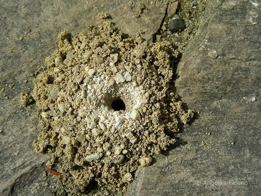 Weiden Sandbiene (Andrena vaga), Nesteingang mit Sandaufwurf