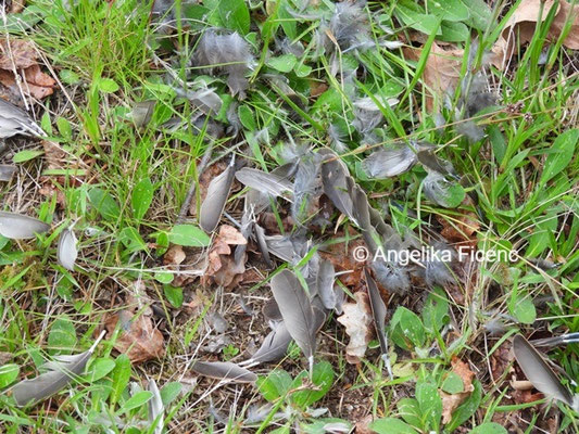 Rupfung © Mag. Angelika Ficenc