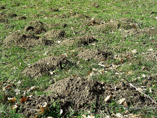 Maulwurfshügel