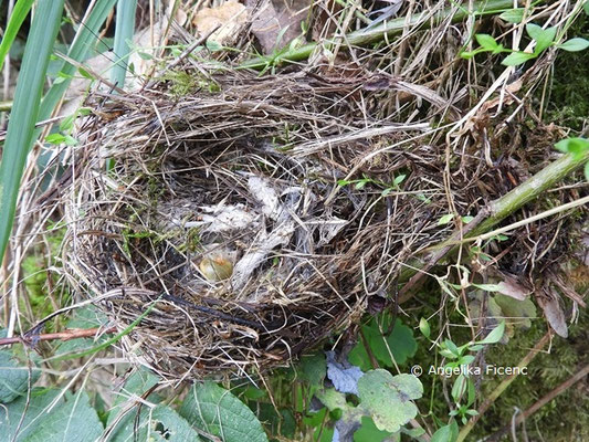 Vogelnest © Mag. Angelika Ficenc