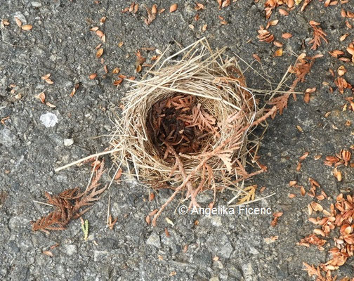 Unbestimmtes Nest © Mag. Angelika Ficenc