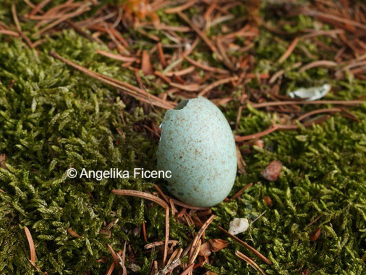 Amsel Ei © Mag. Angelika Ficenc