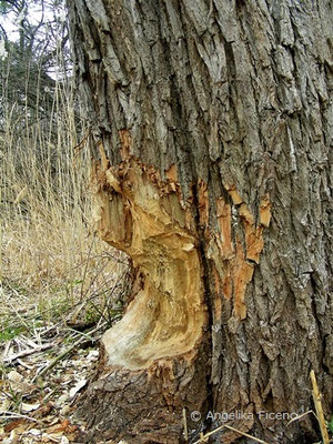 Biber (Castor fiber)  ©  Mag. Angelika Ficenc