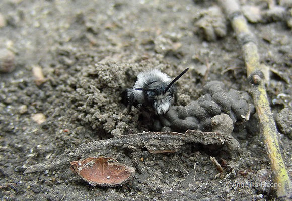 Weiden Sandbiene (Andrena vaga), Männchen