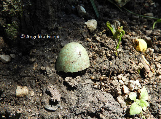 Amsel, Eierschale © Mag. Angelika Ficenc