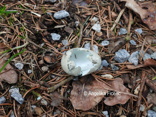Amsel Ei April 2025 © Mag. Angelika Ficenc