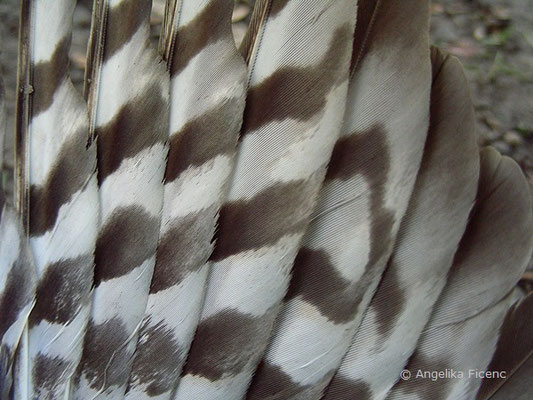 Totfund Sperber (Accipiter nisus), Federn, Flügelinnenseite  © Mag. Angelika Ficenc