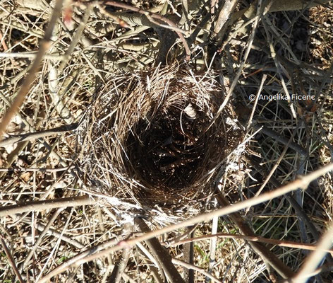 Unbestimmtes Vogelnest   © Mag. Angelika Ficenc