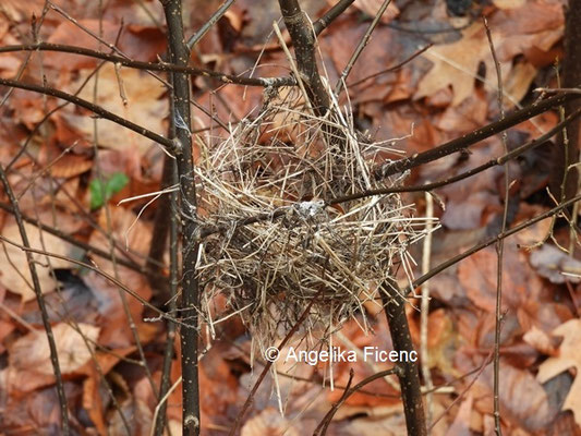 Unbestimmtes Vogelnest ©  Mag. Angelika Ficenc