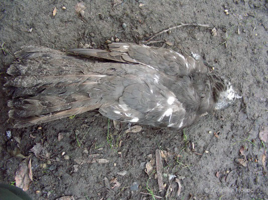 Totfund Sperber (Accipiter nisus), Oberseite, © Mag. Angelika Ficenc