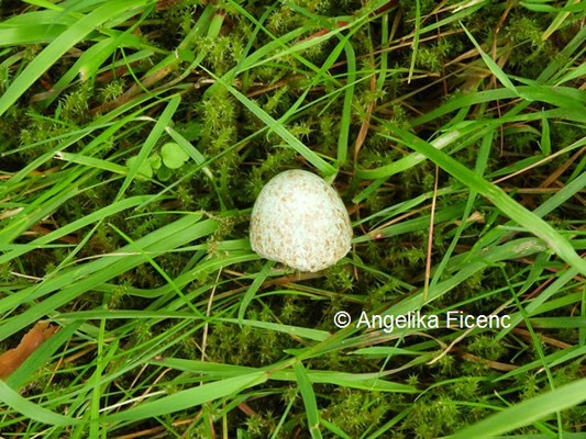 Amsel Ei © Mag. Angelika Ficenc