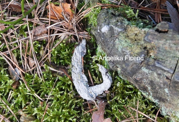 Fuchslosung © Mag. Angelika Ficenc