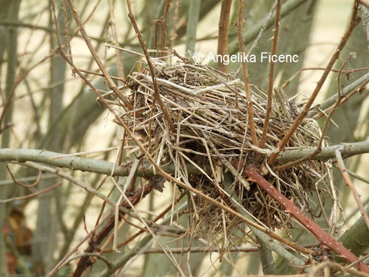 Unbestimmtes Vogelnest  © Mag. Angelika Ficenc