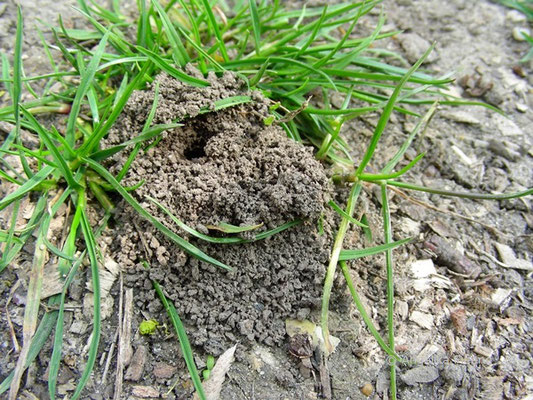 Weiden Sandbiene (Andrena vaga), Nesteingang mit Sandaufwurf