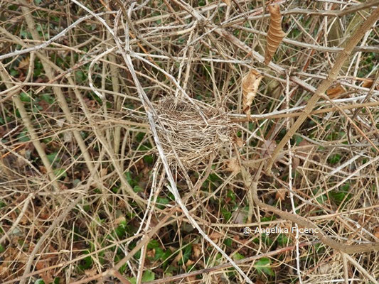 Vogelnest © Mag. Angelika Ficenc