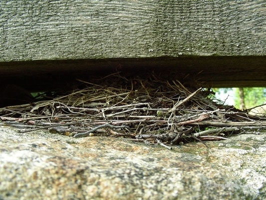 unbestimmtes Nest unter einer Brücke  © Mag. Angelika Ficenc