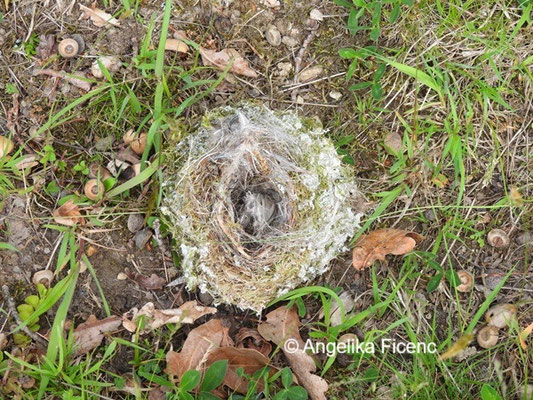 unbestimmtes Nest © Mag. Angelika Ficenc