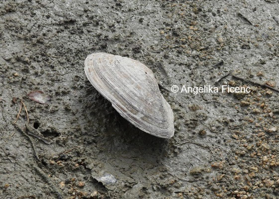 Gemeine Teichmuschel © Mag. Angelika Ficenc