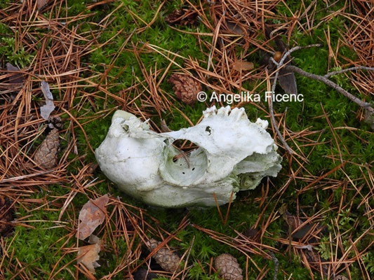 Schädelfragmente © Mag. Angelika Ficenc
