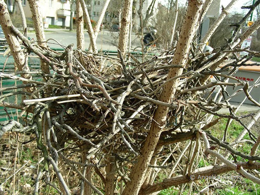 vermutlich das Nest eines Krähenvogels  © Mag. Angelika Ficenc