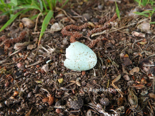 Amsel, Eierschale © Mag. Angelika Ficenc