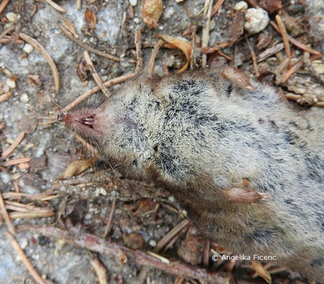 Waldspitzmaus (Sorex anraneus) © Mag. Angelika Ficenc