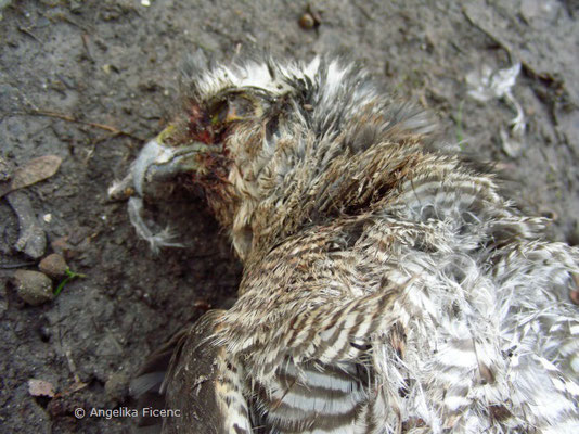 Totfund Sperber (Accipiter nisus), Kopfbereich  © Mag. Angelika Ficenc