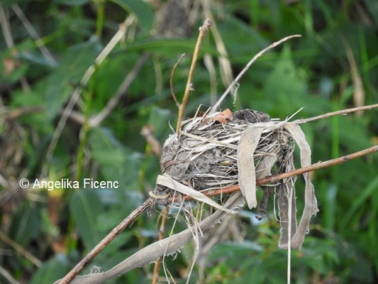 Unbestimmtes Vogelnest Oktober 2021  © Mag. Angelika Ficenc