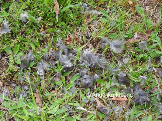 Rupfung © Mag. Angelika Ficenc