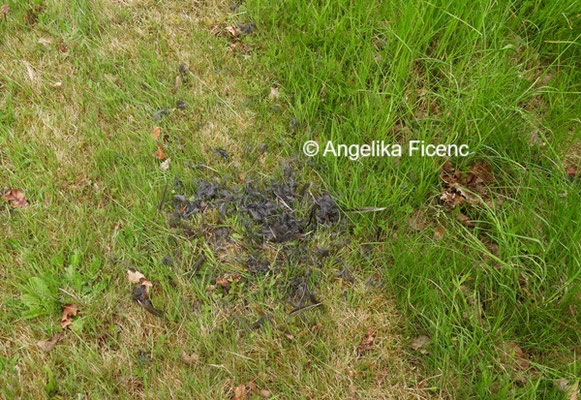 Rupfung © Mag. Angelika Ficenc