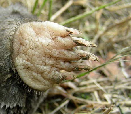 toter Maulwurf - Innenhandfläche der Grabschaufel,   © Mag. Angelika Ficenc