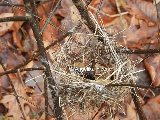 Unbestimmtes Vogelnest ©  Mag. Angelika Ficenc