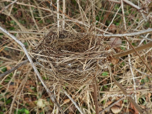 Vogelnest © Mag. Angelika Ficenc