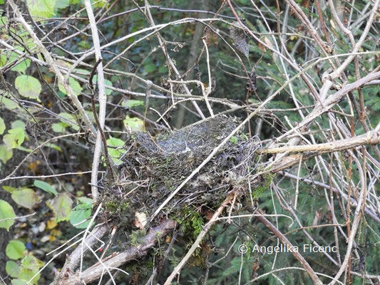 unbestimmtes Nest   ©  Mag. Angelika Ficenc