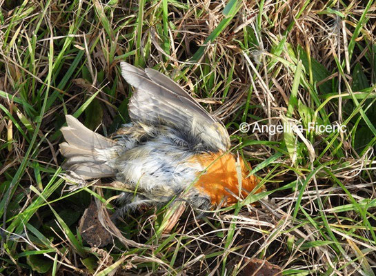 Rotkehlchen © Mag. Angelika Ficenc