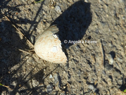 Eierschale Amsel © Mag. Angelika Ficenc