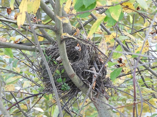 Vogelnest © Mag. Angelika Ficenc